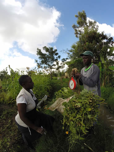 Weighing Biomass for Composting